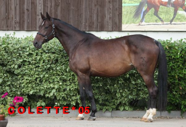 St. Pr. St. COLETTE (Come On/Don Bosco/Prinz Gaylord)