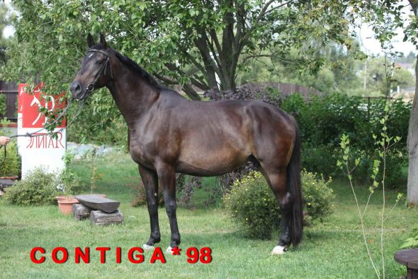 CONTIGA ( Compliment /Larome /Adlerblick )