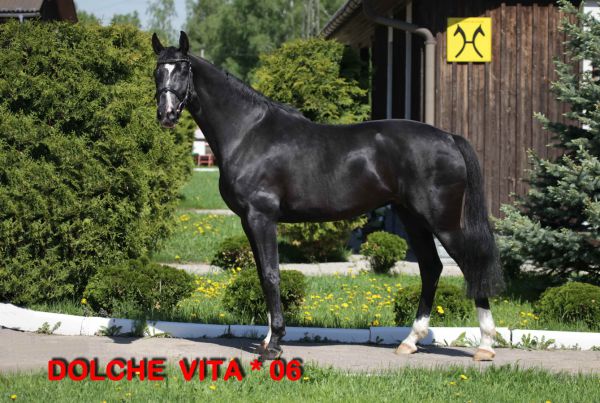 St. DOLCE VITA (Don Crusador/Wenzel I/Shogun xx)