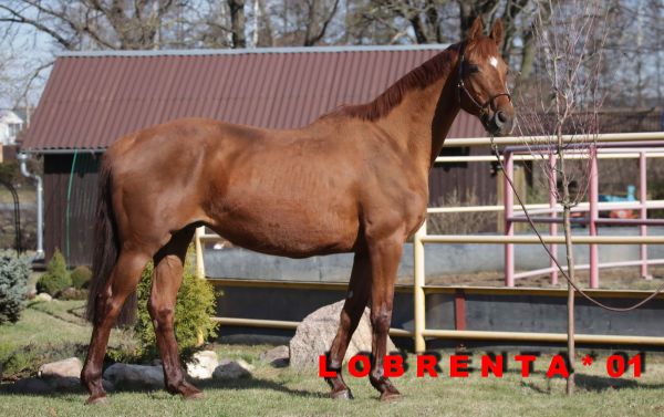 LOBRENTA (Londonderry /Brentano II/ Hitchcock)