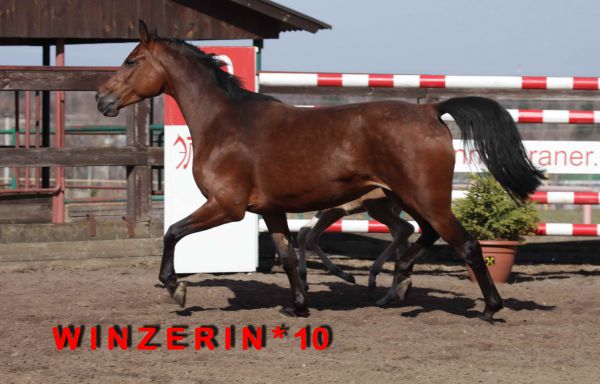 Winzerin (Виноград ох/Acord II/Grossadmiral)
