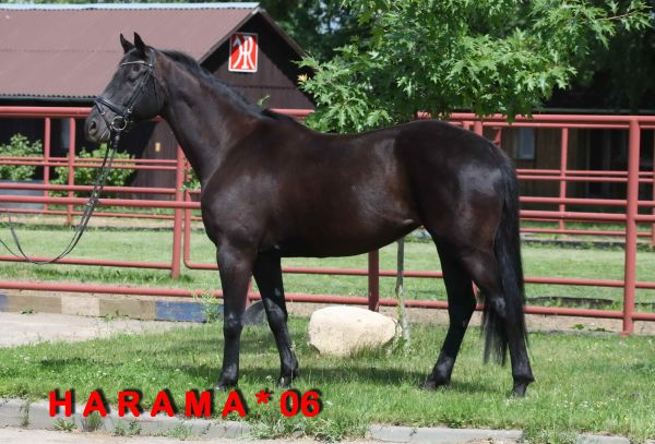 Harama (Hochadel / Rotspon / Lauries Crusador xx)