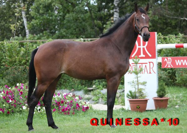 ES Quinessa (Verdi KWPN/Contendro I/Sandro)