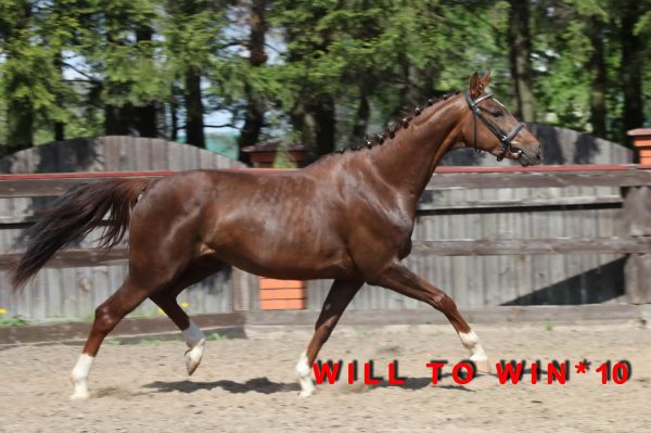 Will to Win (World Diamand O / World Cup I / Domburg)