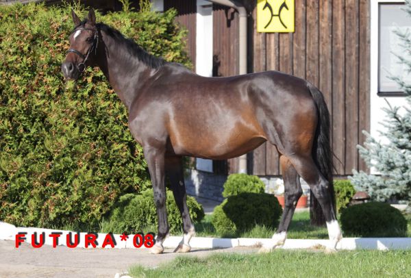 ES Futura (For Edition / Star Regent xx / Lombard)