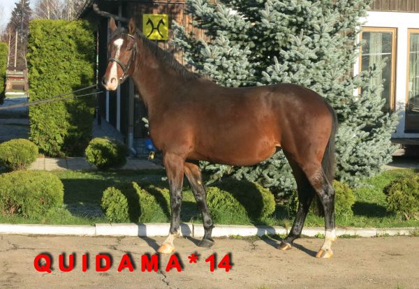 Quidama (Quarenghi/Quality/Graphit)